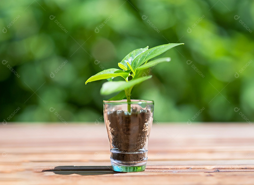 Uma planta em um copo