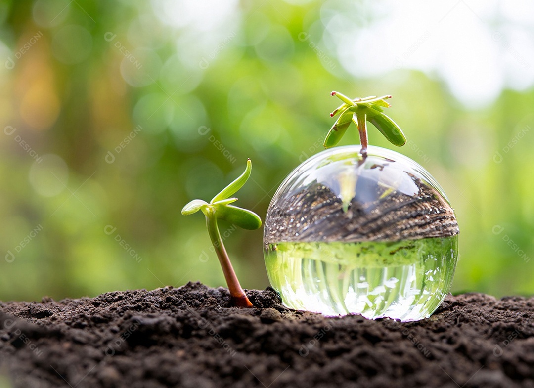 Uma planta em um copo