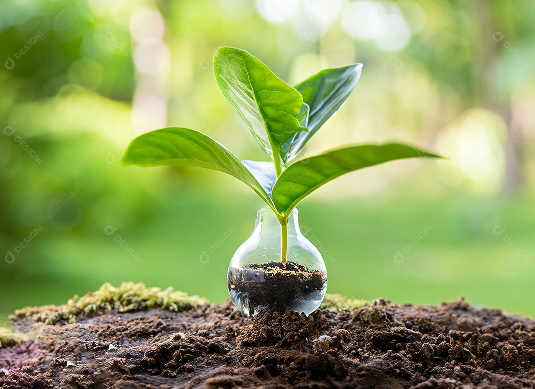 Uma planta em um copo