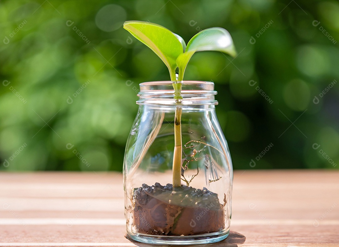 Uma planta em um copo