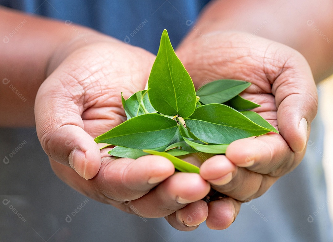 Folhas verde nas mãos de uma pessoa