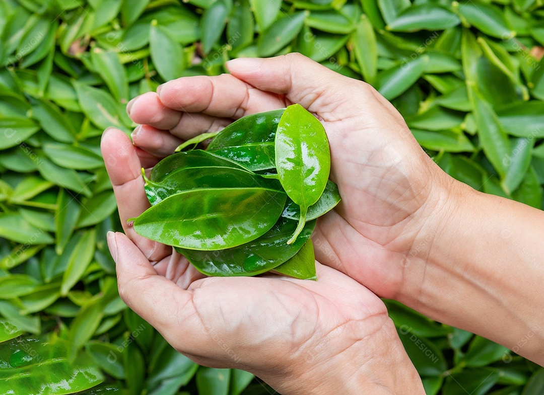 Planeta Terra nas mãos e folhas verdes