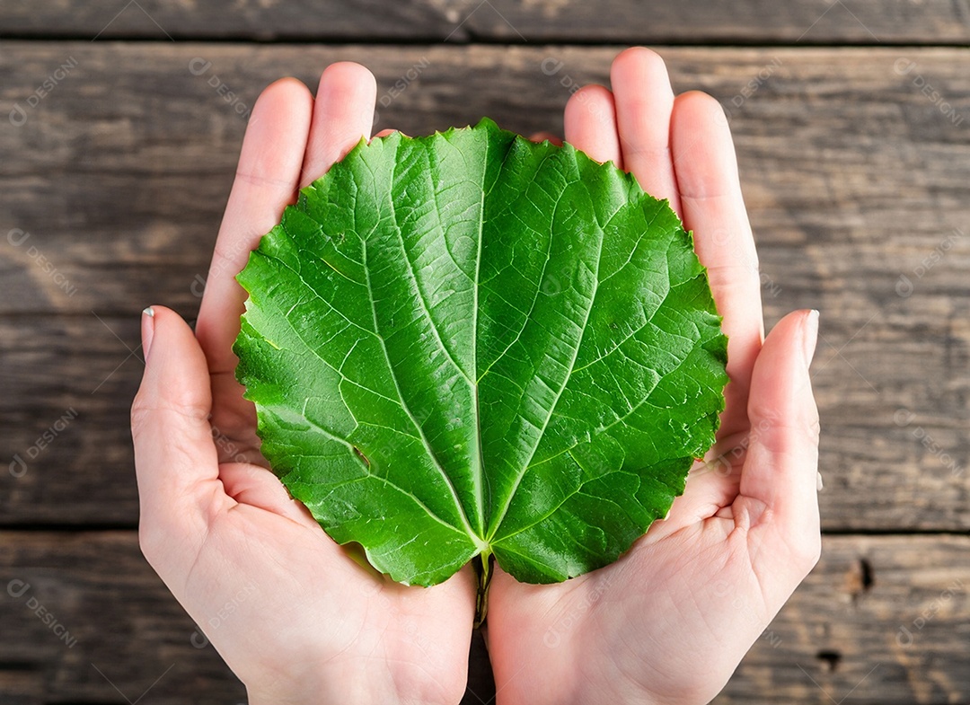 Folha grande verde nas mãos de uma pessoa