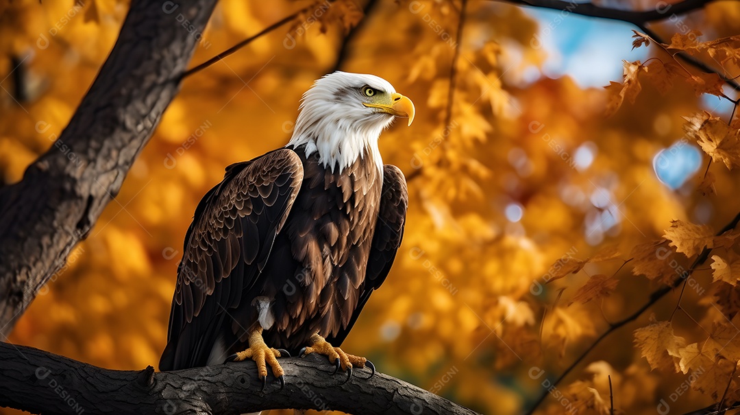 close-up de um falcão de falcoaria, águia careca