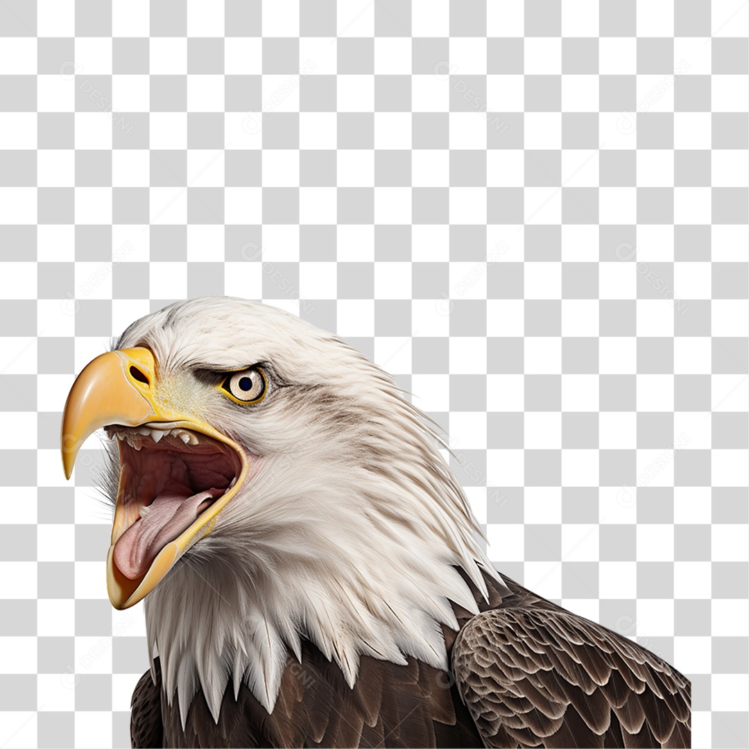 Águia Ave PNG Transparente