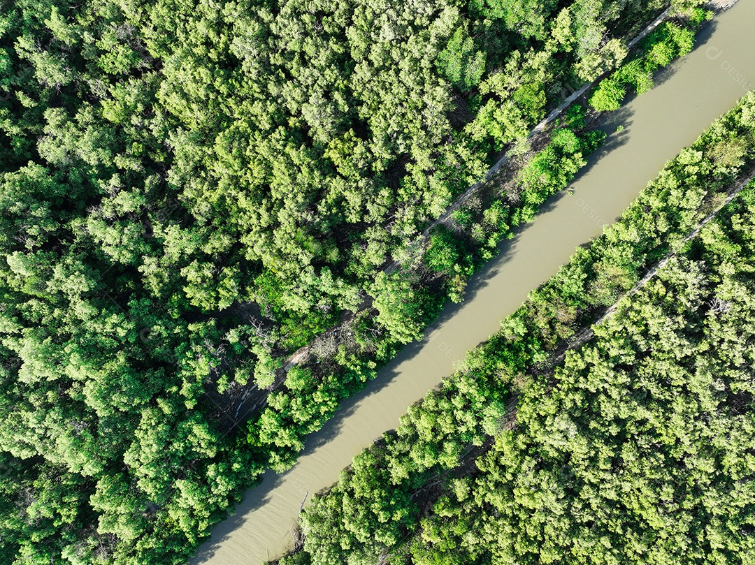 Floresta de mangue verde com canal de água do mar. Ecossistema de mangue. Sumidouros naturais de carbono.