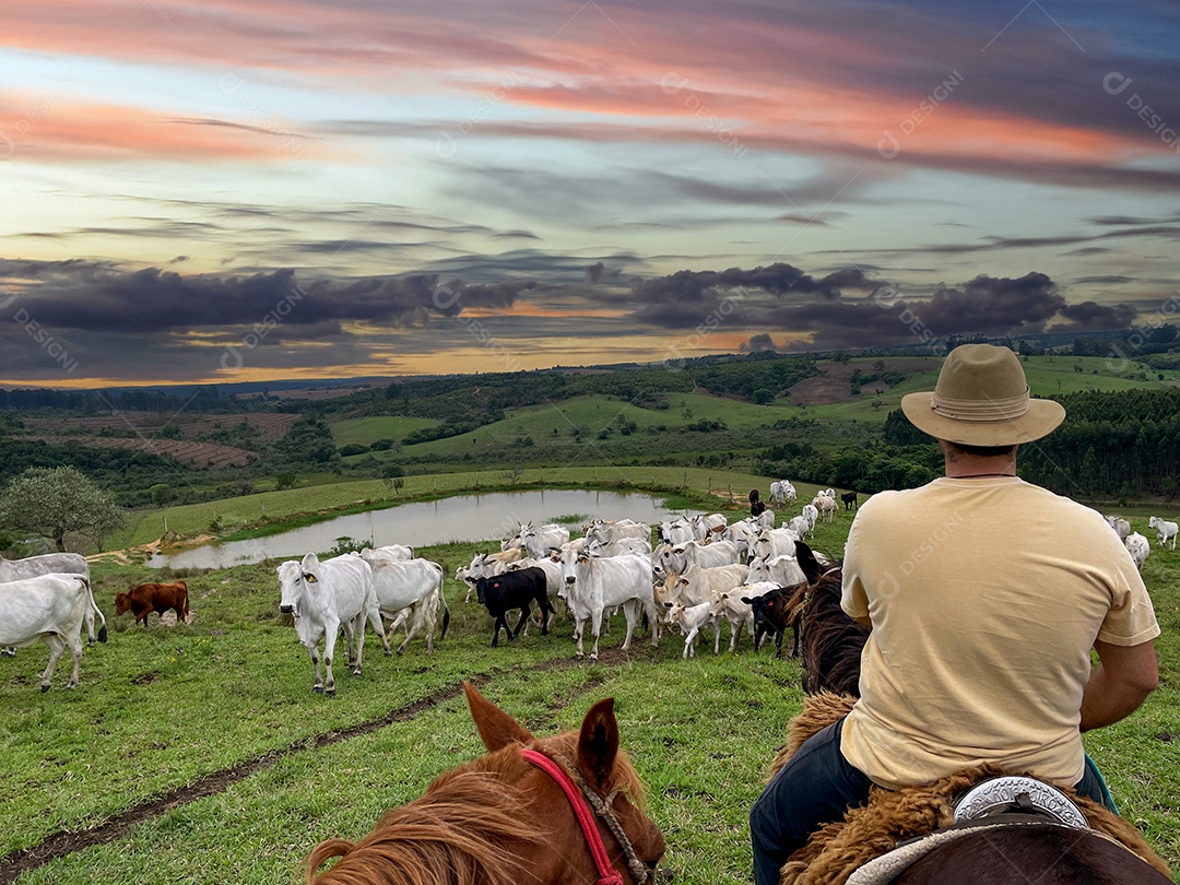 Gado Nelore em uma fazenda no Brasil. Agricultor com chapéu andando a cavalo.