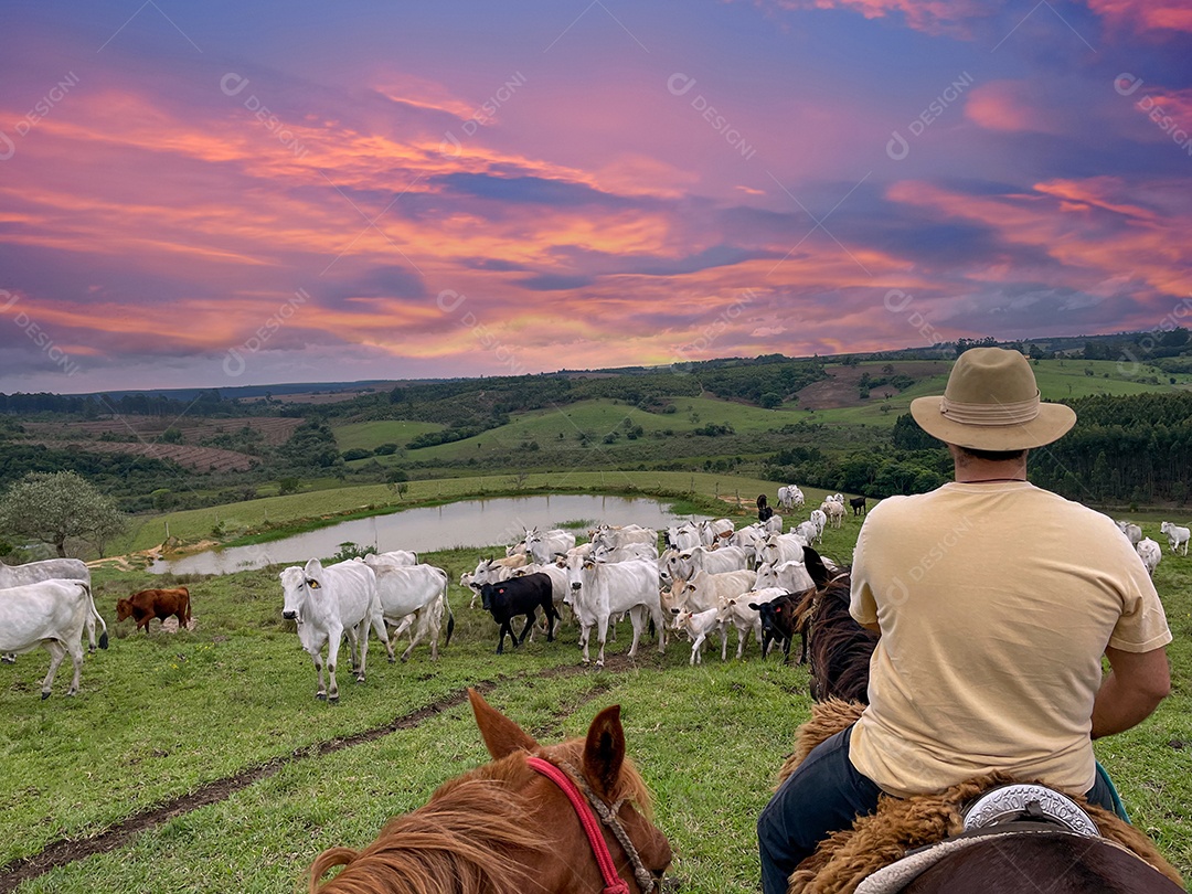 Gado Nelore em uma fazenda no Brasil. Agricultor com chapéu andando a cavalo.