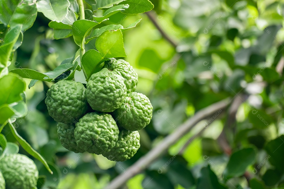 Fruta fresca de bergamota verde pendurada no galho. jardim de árvores de bergamota e conceito de alimentação saudável