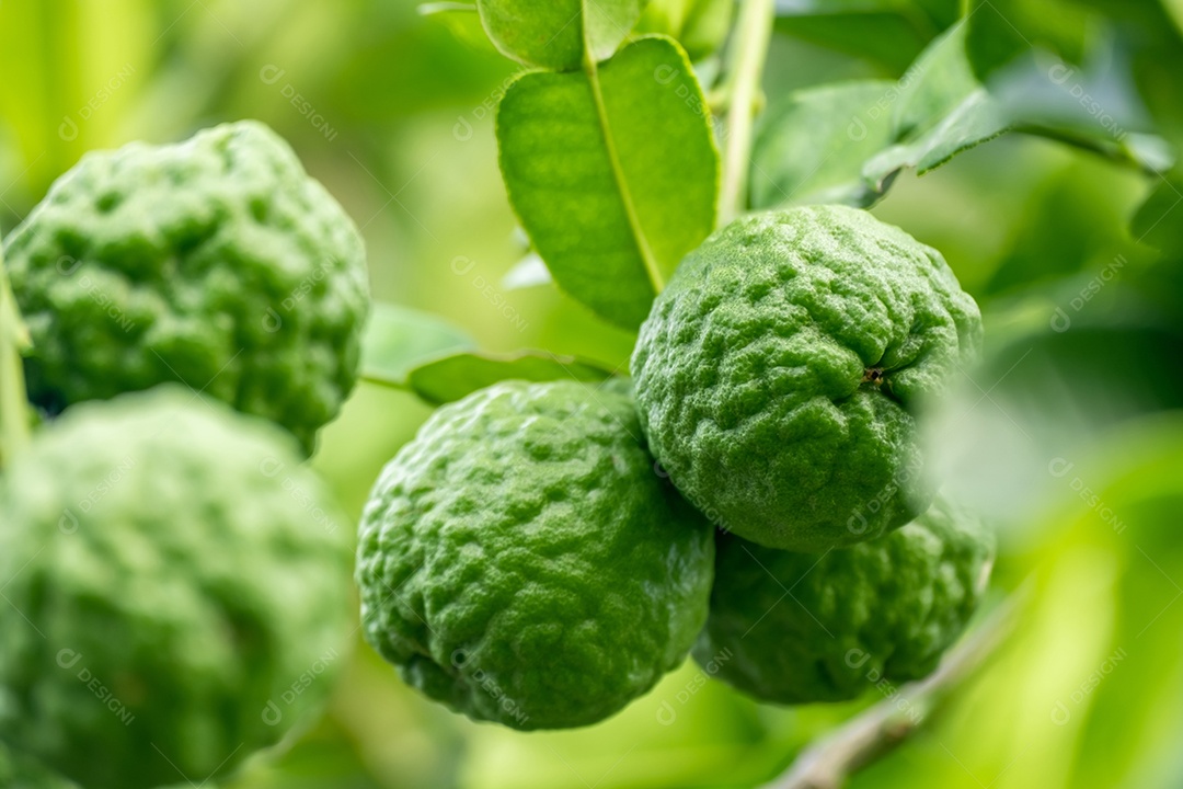 Fruta fresca de bergamota verde pendurada no galho. jardim de árvores de bergamota e conceito de alimentação saudável