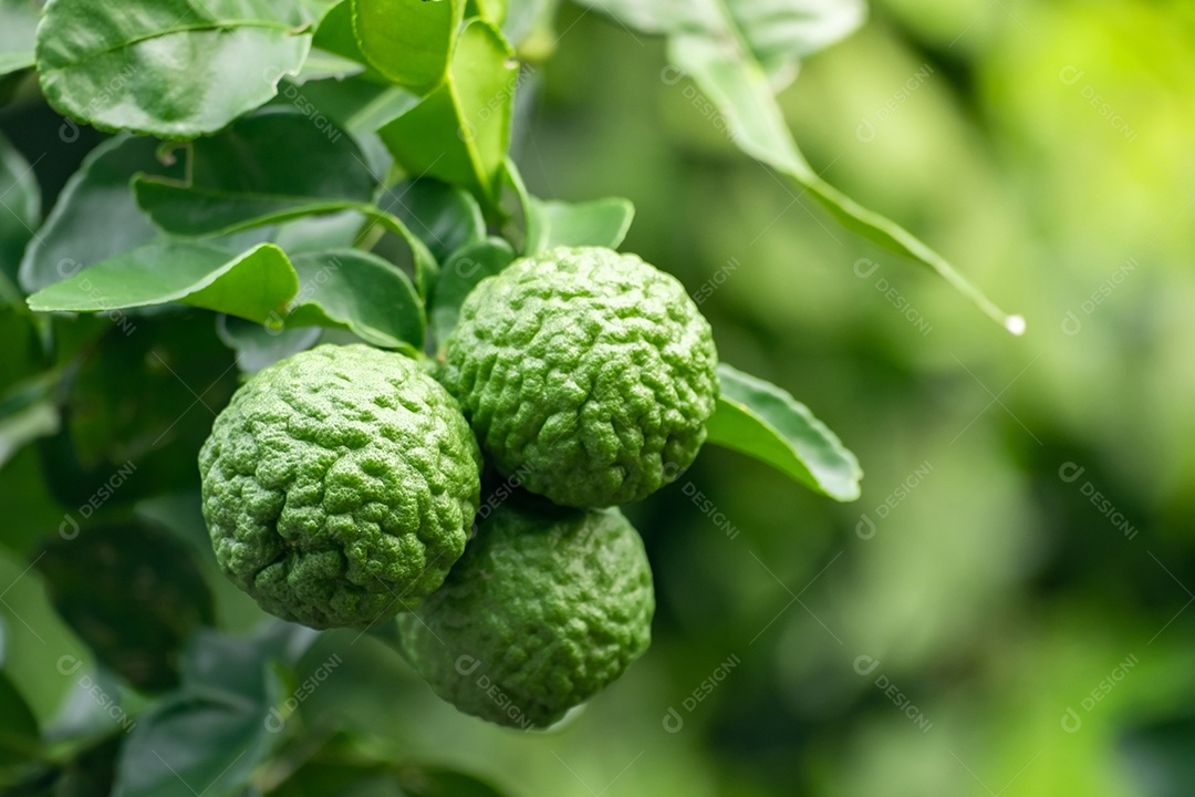 Fruta fresca de bergamota verde pendurada no galho. jardim de árvores de bergamota e conceito de alimentação saudável