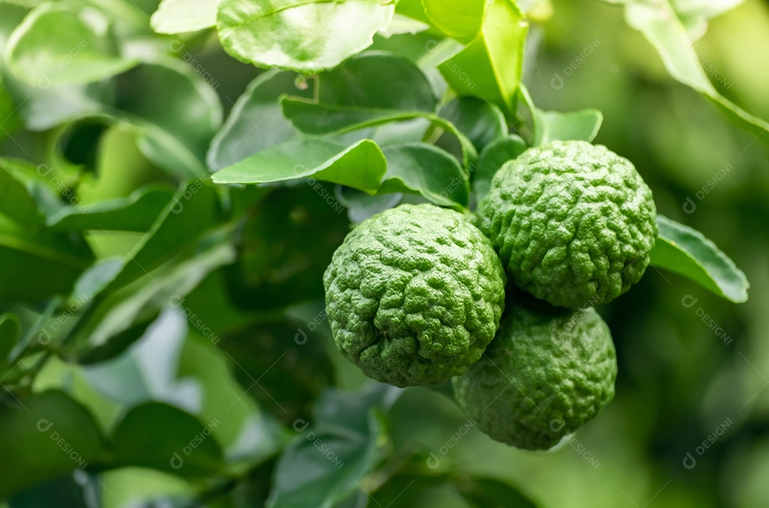 Fruta fresca de bergamota verde pendurada no galho. jardim de árvores de bergamota e conceito de alimentação saudável