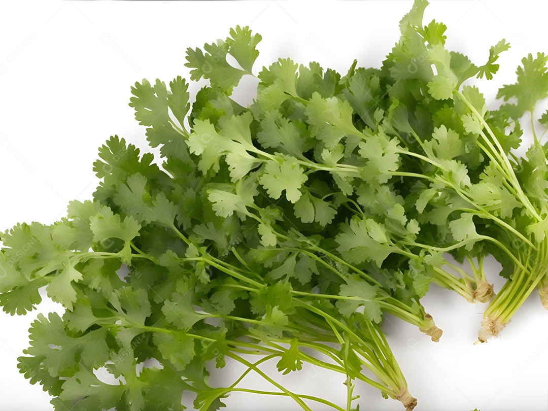 Coentro verde em fundo branco