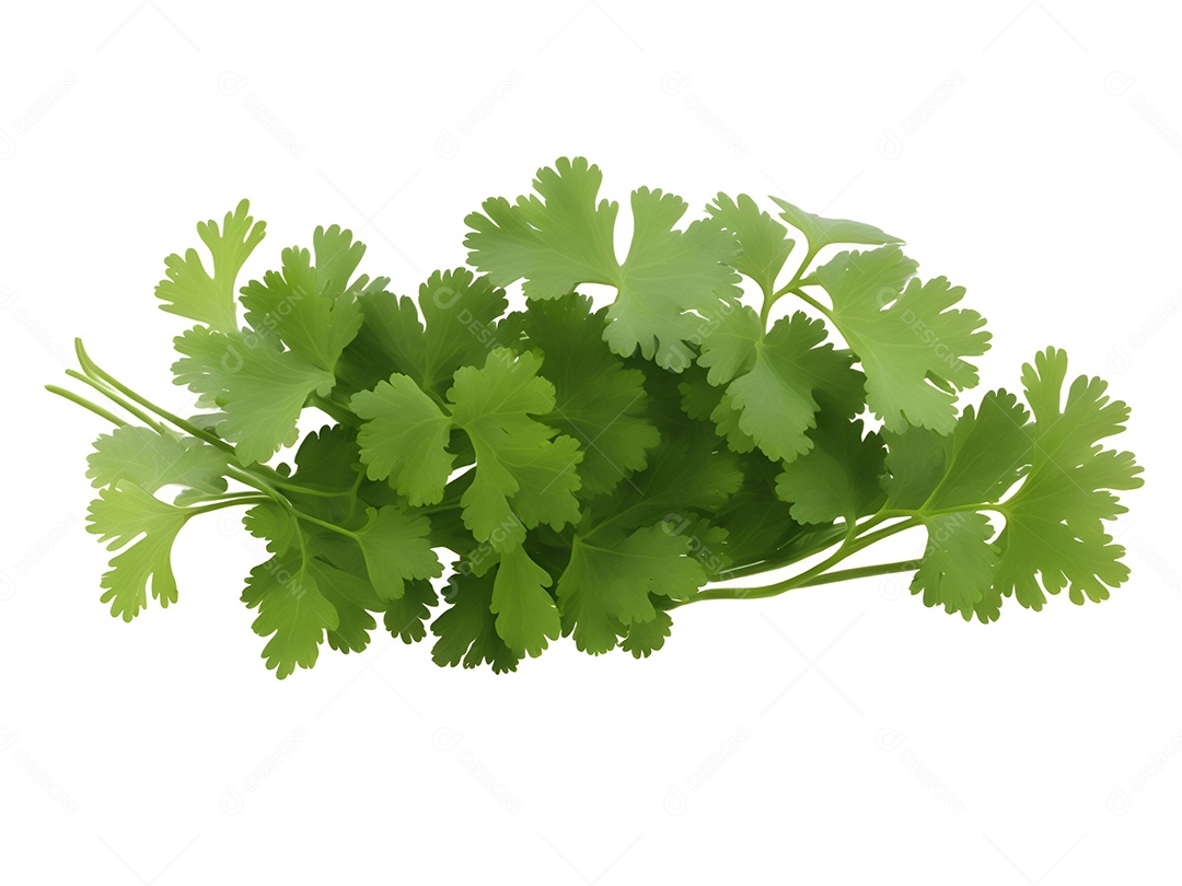 Coentro verde em fundo branco