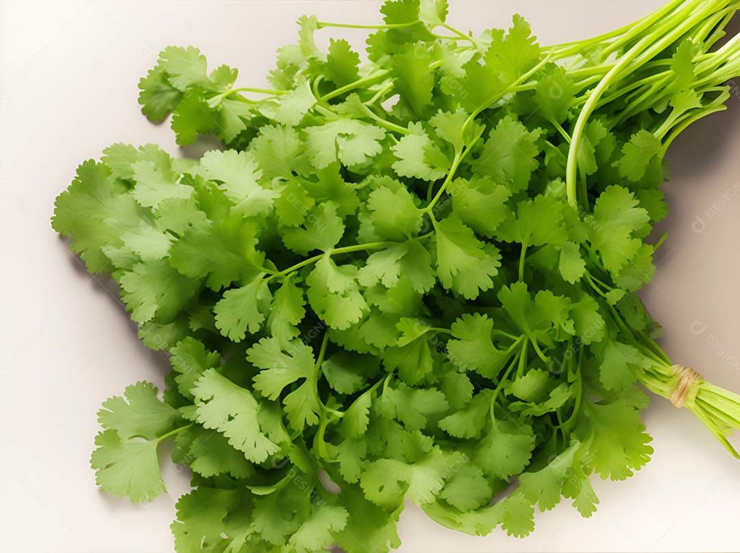 Coentro verde em fundo branco
