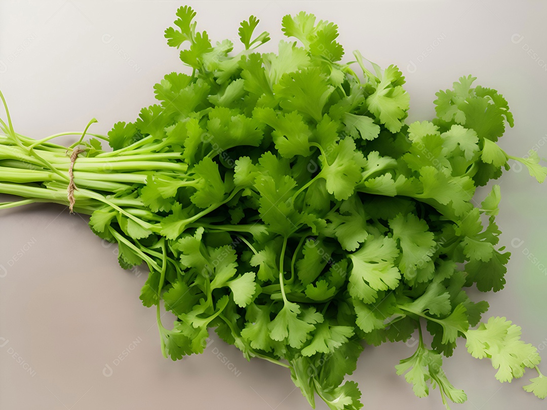 Coentro verde em fundo branco