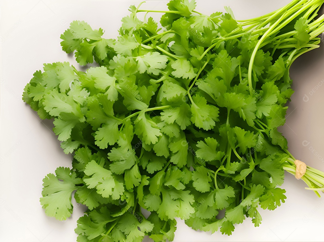 Coentro verde em fundo branco