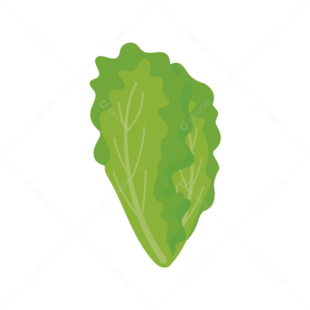 Alface Romana Ilustração Vetor EPS