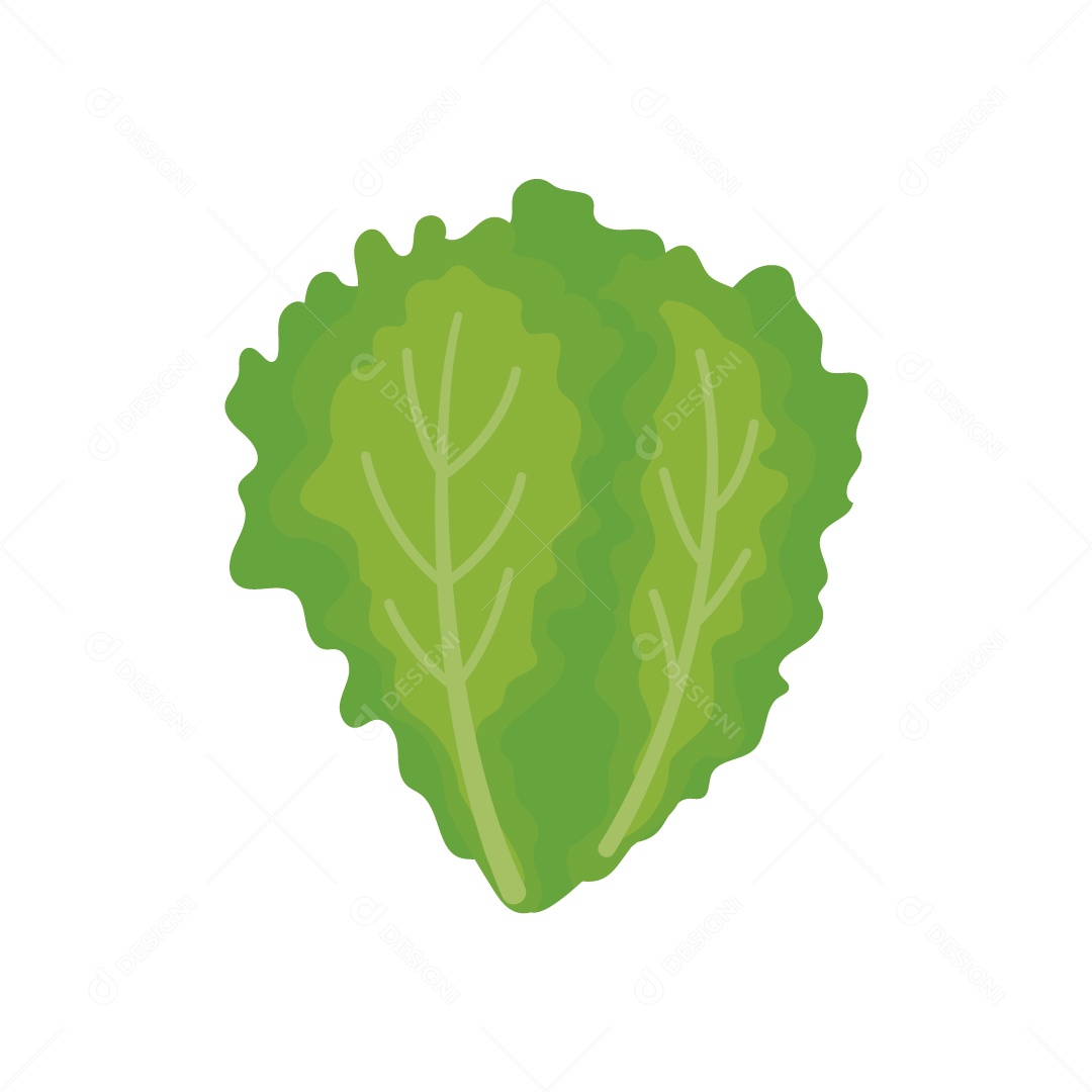 Alface Romana Ilustração Vetor EPS