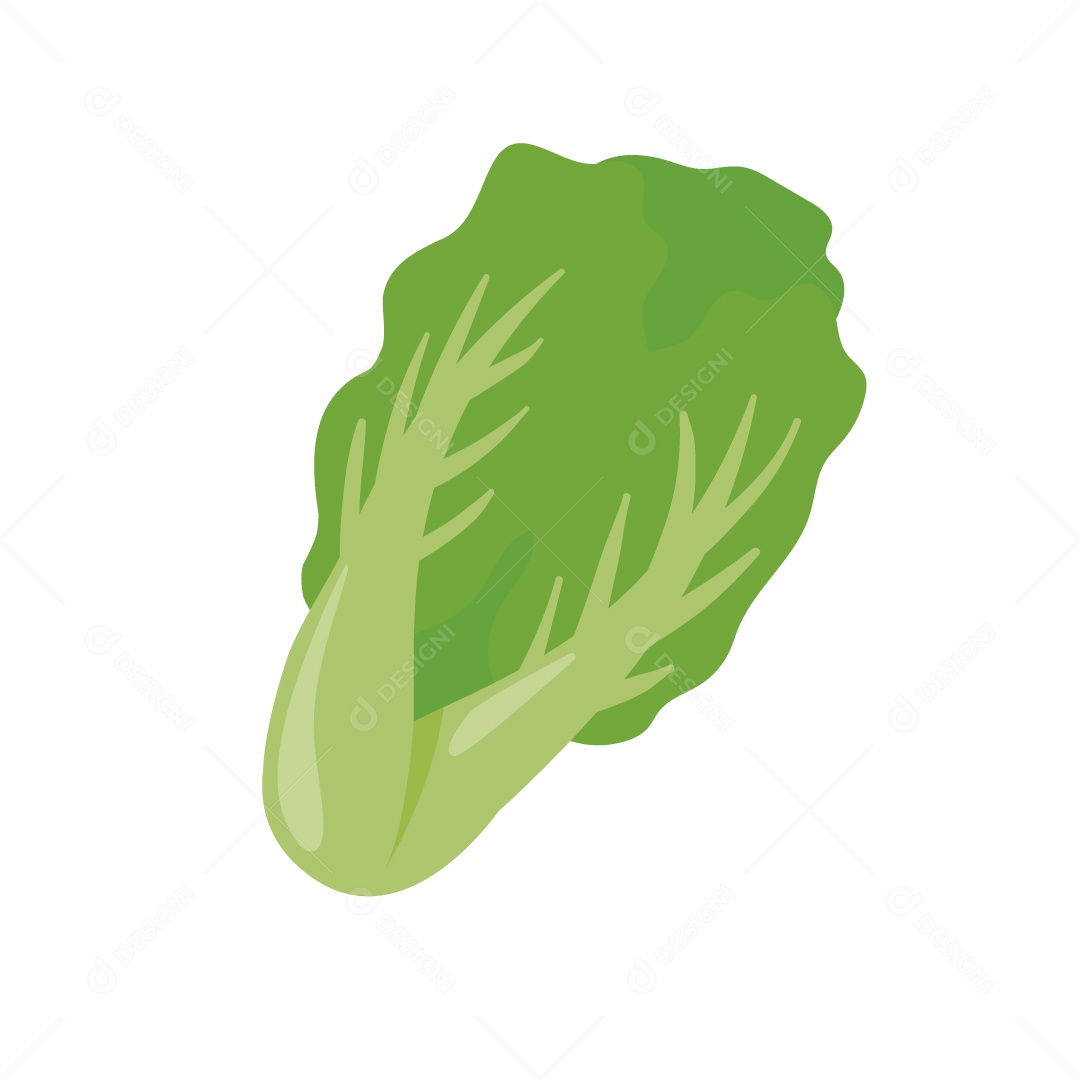 Alface Ilustração Vetor EPS