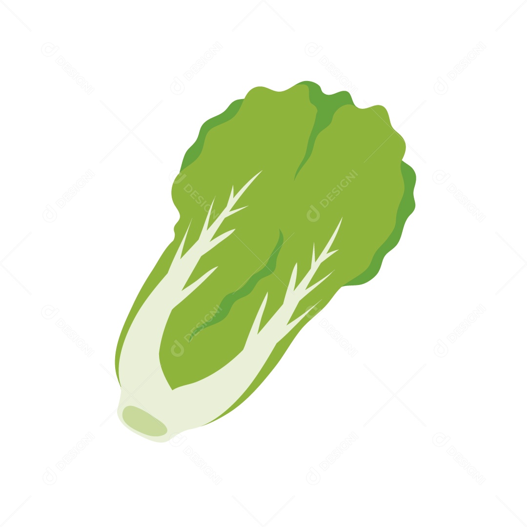 Alface Ilustração Vetor EPS