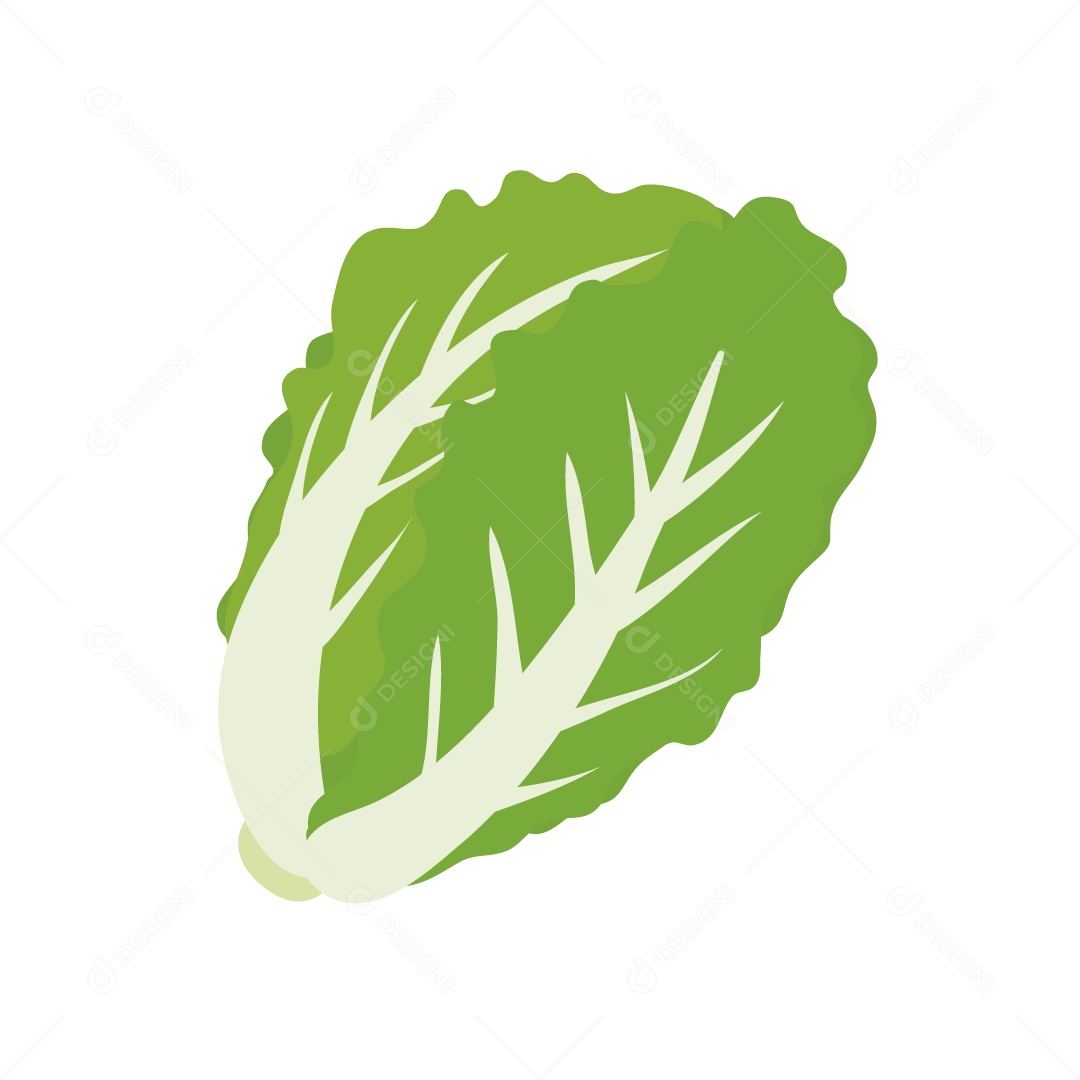 Alface Ilustração Vetor EPS