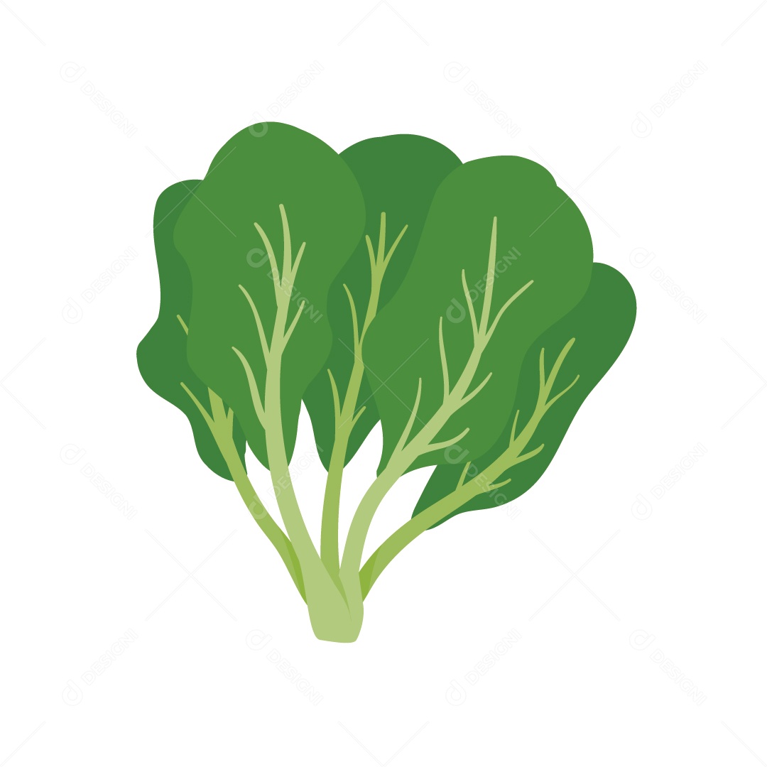 Pak Choi Ilustração Vetor EPS