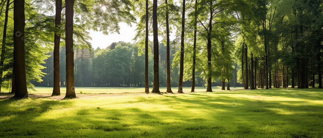 Linda floresta encantada de conto de fadas, cenário mágico de fantasia com grandes árvores e vegetação