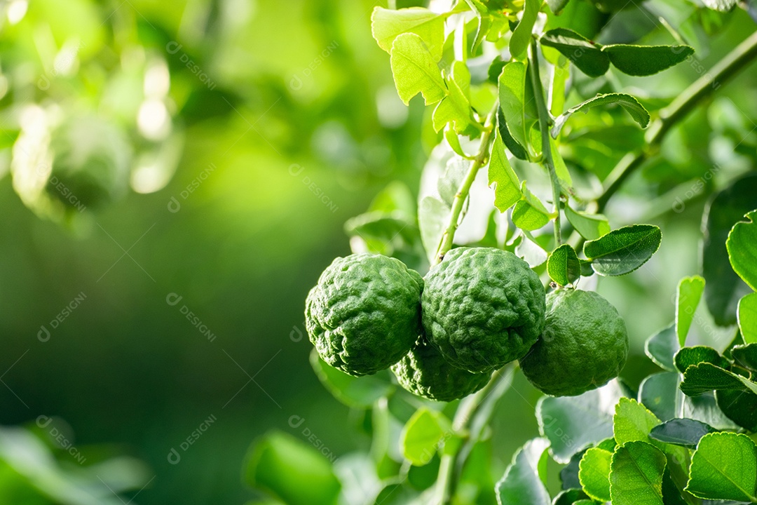 Fruta fresca de bergamota verde pendurada no galho. jardim de árvores de bergamota e conceito de alimentação saudável