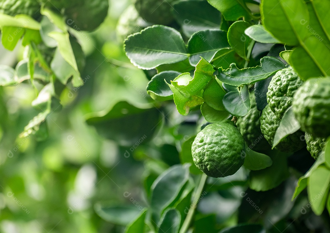 Fruta fresca de bergamota verde pendurada no galho. jardim de árvores de bergamota e conceito de alimentação saudável