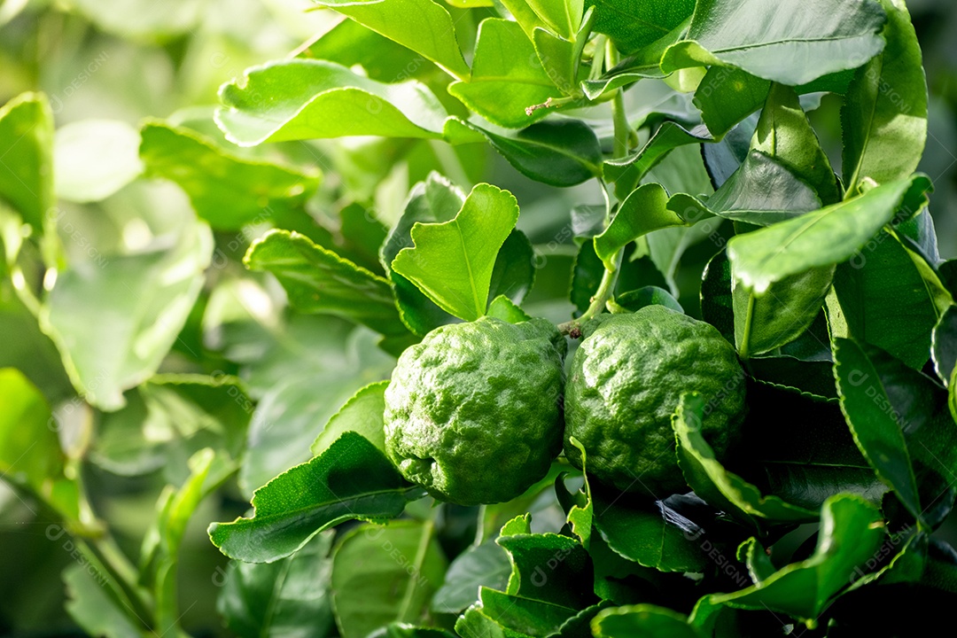 Fruta fresca de bergamota verde pendurada no galho. jardim de árvores de bergamota e conceito de alimentação saudável