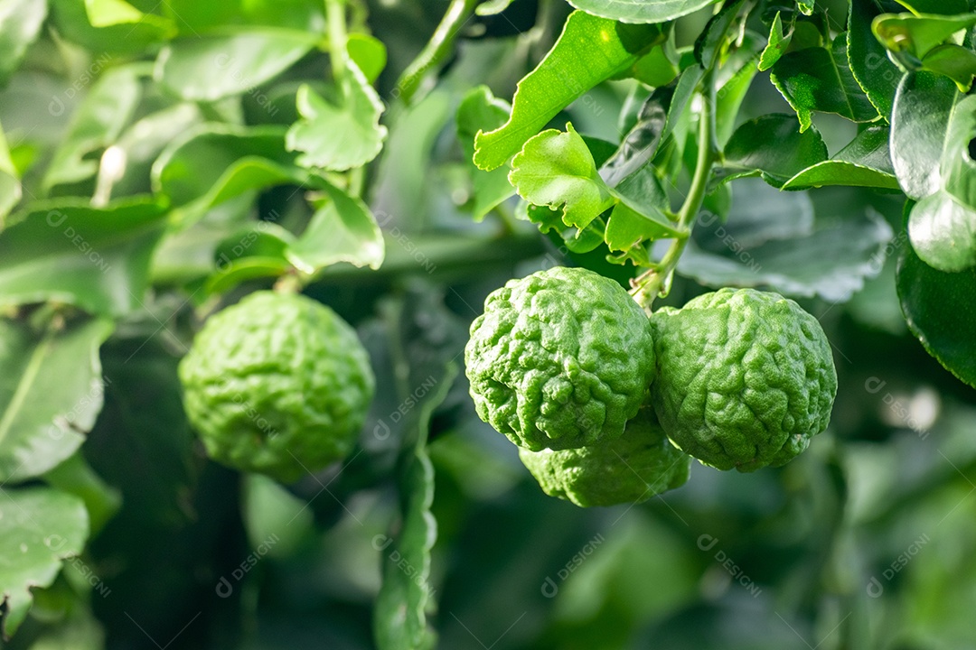 Fruta fresca de bergamota verde pendurada no galho. jardim de árvores de bergamota e conceito de alimentação saudável