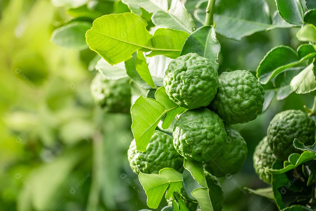 Fruta fresca de bergamota verde pendurada no galho. jardim de árvores de bergamota e conceito de alimentação saudável