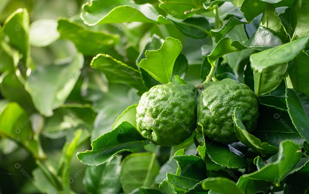 Fruta fresca de bergamota verde pendurada no galho. jardim de árvores de bergamota e conceito de alimentação saudável