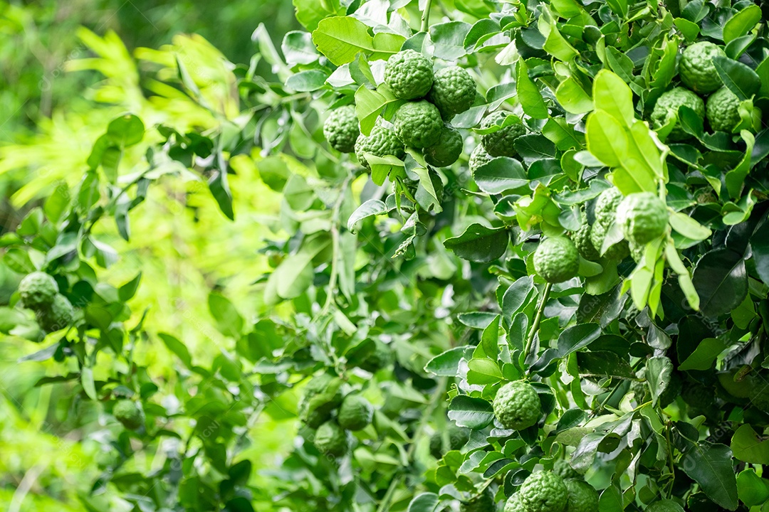 Fruta fresca de bergamota verde pendurada no galho. jardim de árvores de bergamota e conceito de alimentação saudável