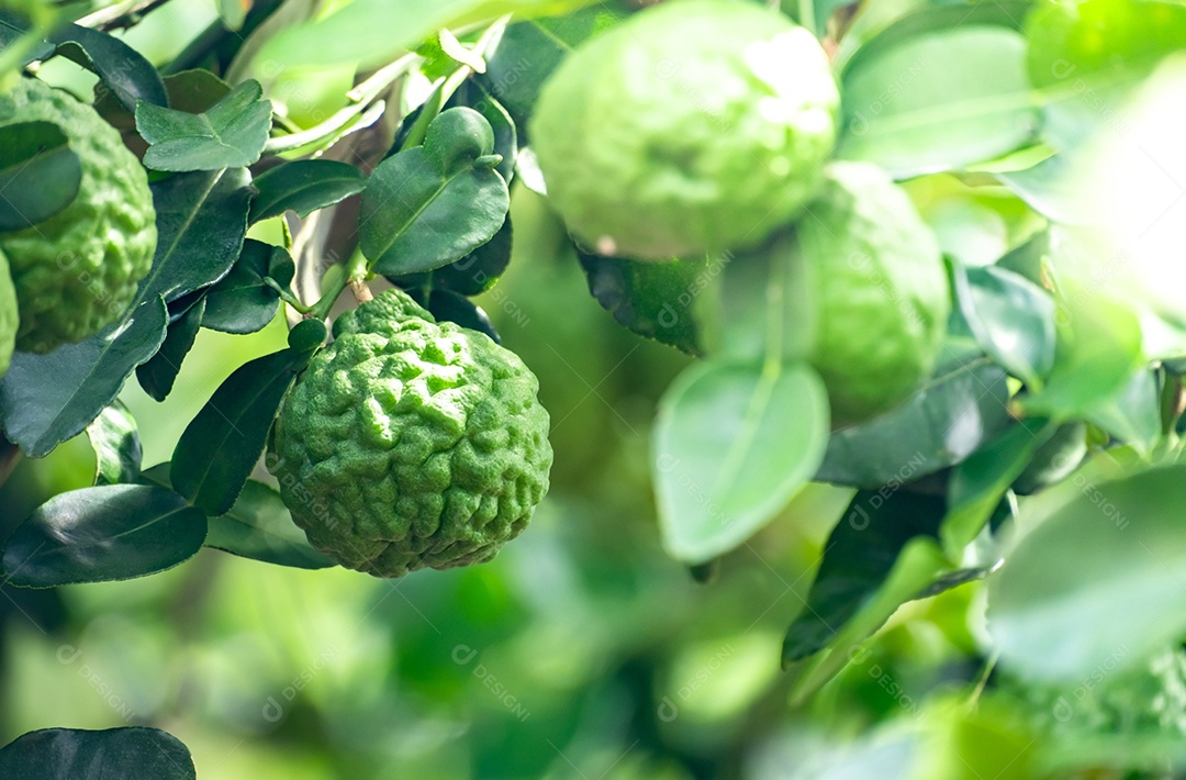 Fruta fresca de bergamota verde pendurada no galho. jardim de árvores de bergamota e conceito de alimentação saudável