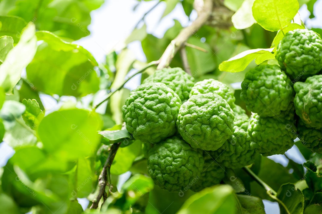 Fruta fresca de bergamota verde pendurada no galho. jardim de árvores de bergamota e conceito de alimentação saudável