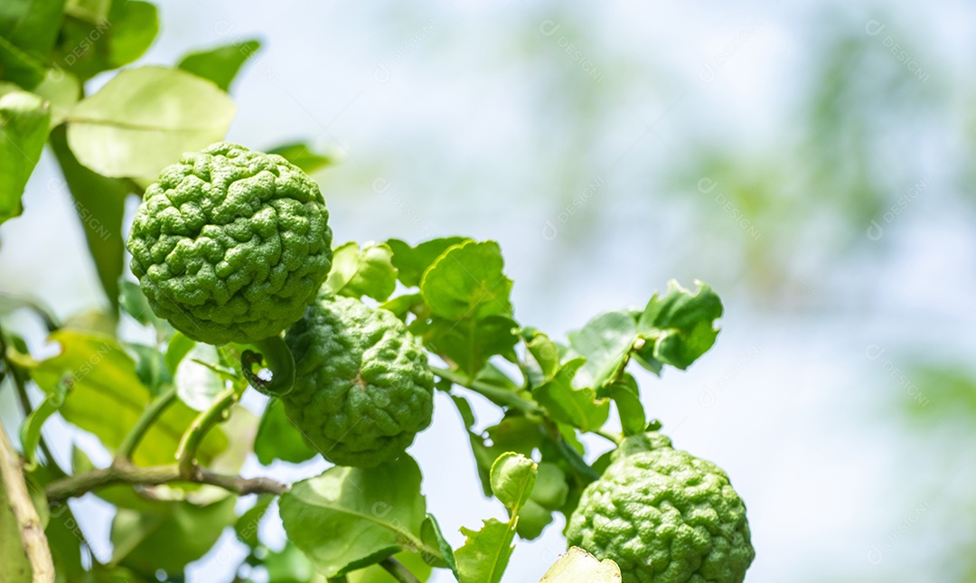 Fruta fresca de bergamota verde pendurada no galho. jardim de árvores de bergamota e conceito de alimentação saudável