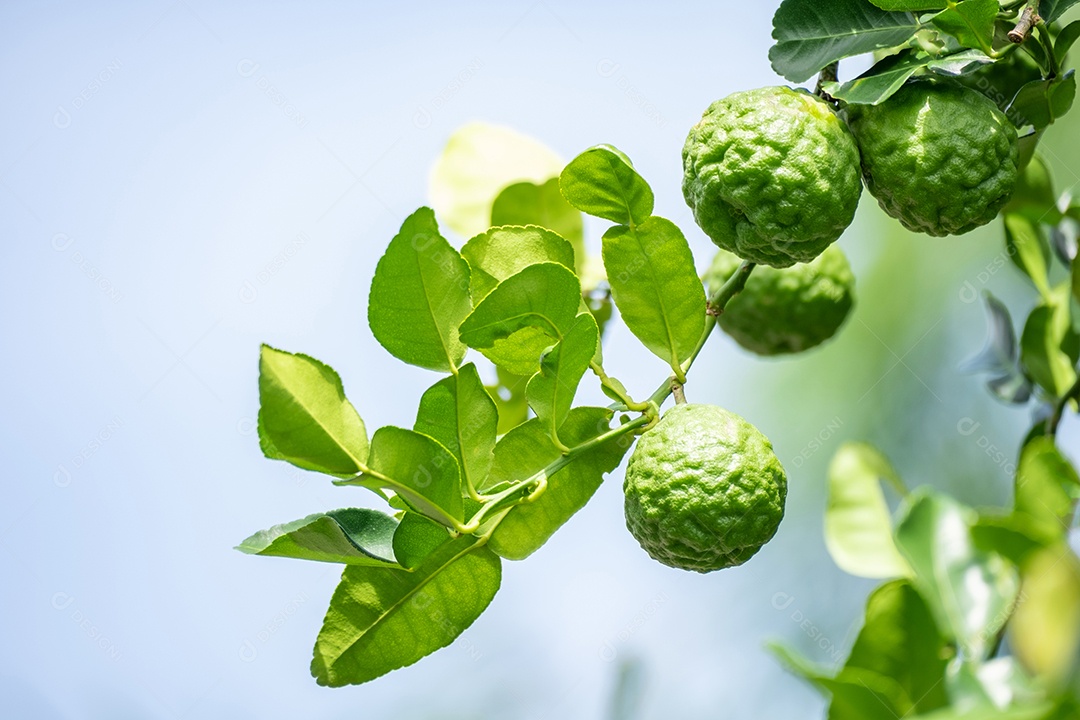 Fruta fresca de bergamota verde pendurada no galho. jardim de árvores de bergamota e conceito de alimentação saudável