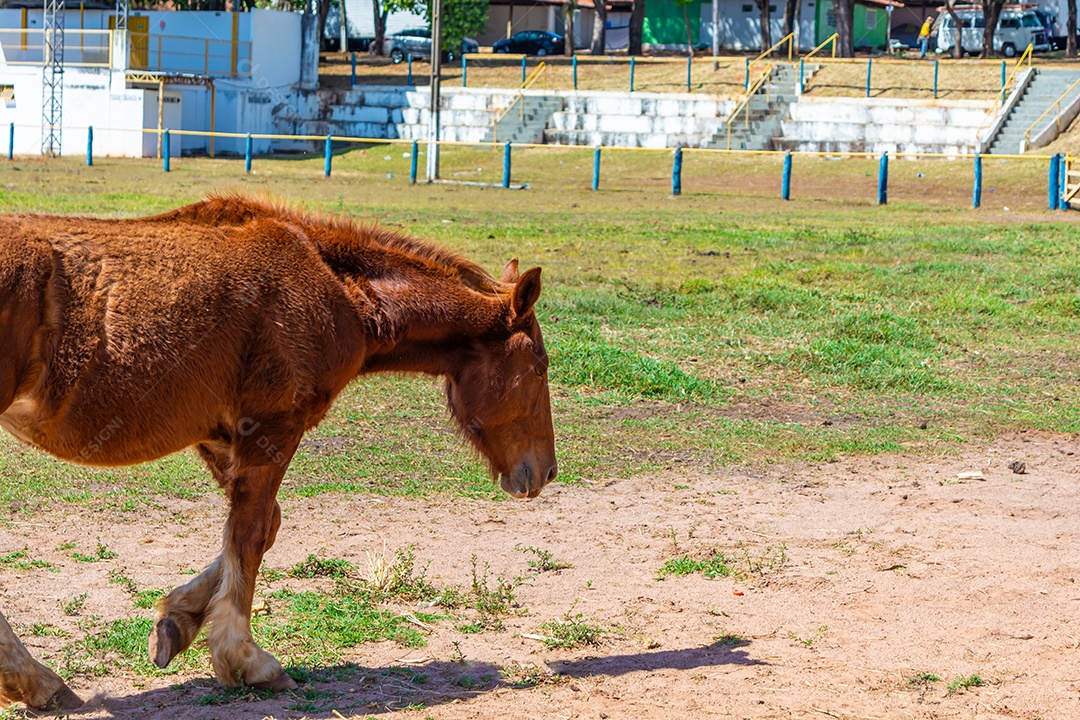 Cavalo de competição em uma arena de rodeio