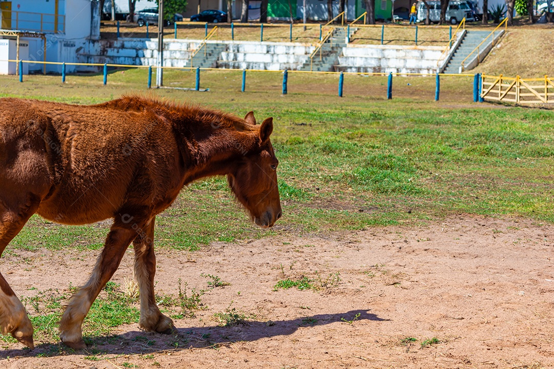 Cavalo de competição em uma arena de rodeio