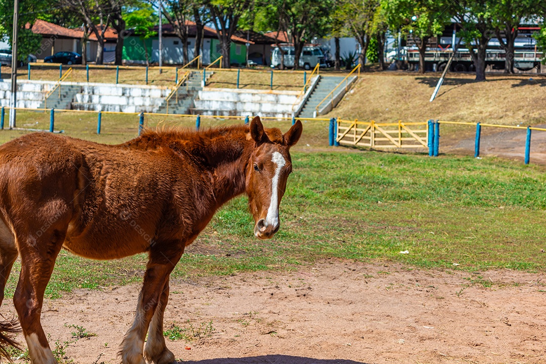 Cavalo de competição em uma arena de rodeio