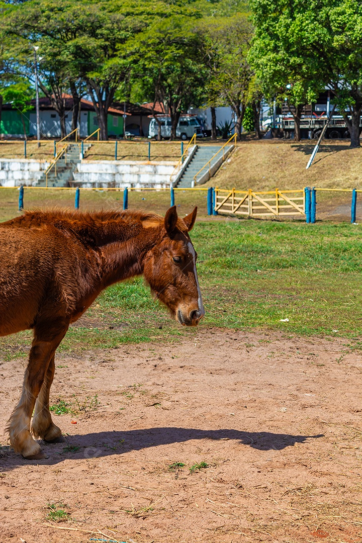 Cavalo de competição em uma arena de rodeio