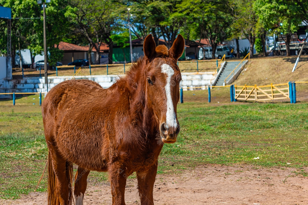 Cavalo de competição em uma arena de rodeio