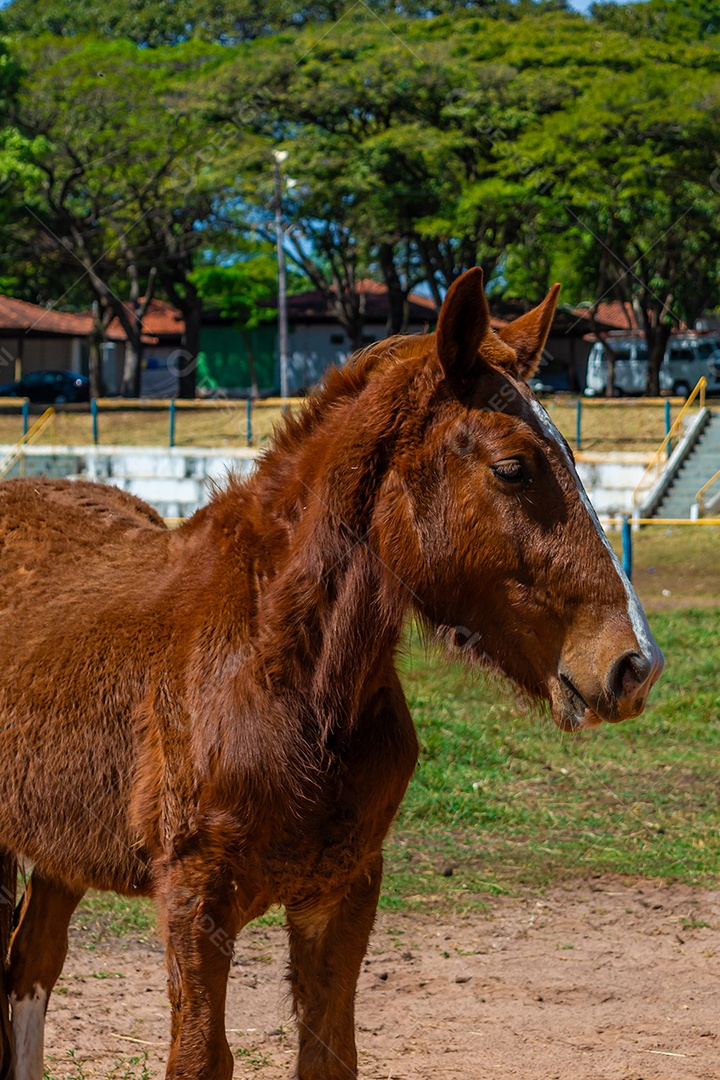 Cavalo de competição em uma arena de rodeio