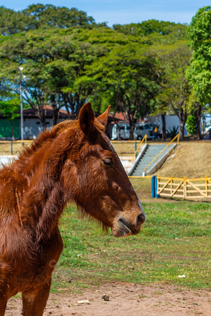 Cavalo de competição em uma arena de rodeio