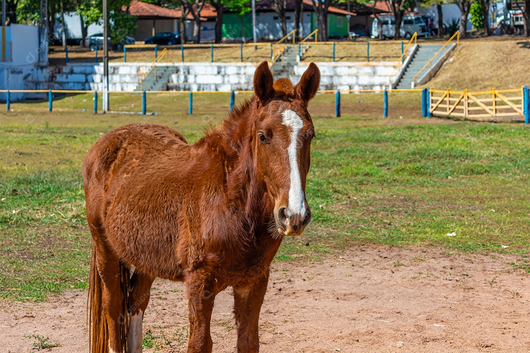 Cavalo de competição em uma arena de rodeio