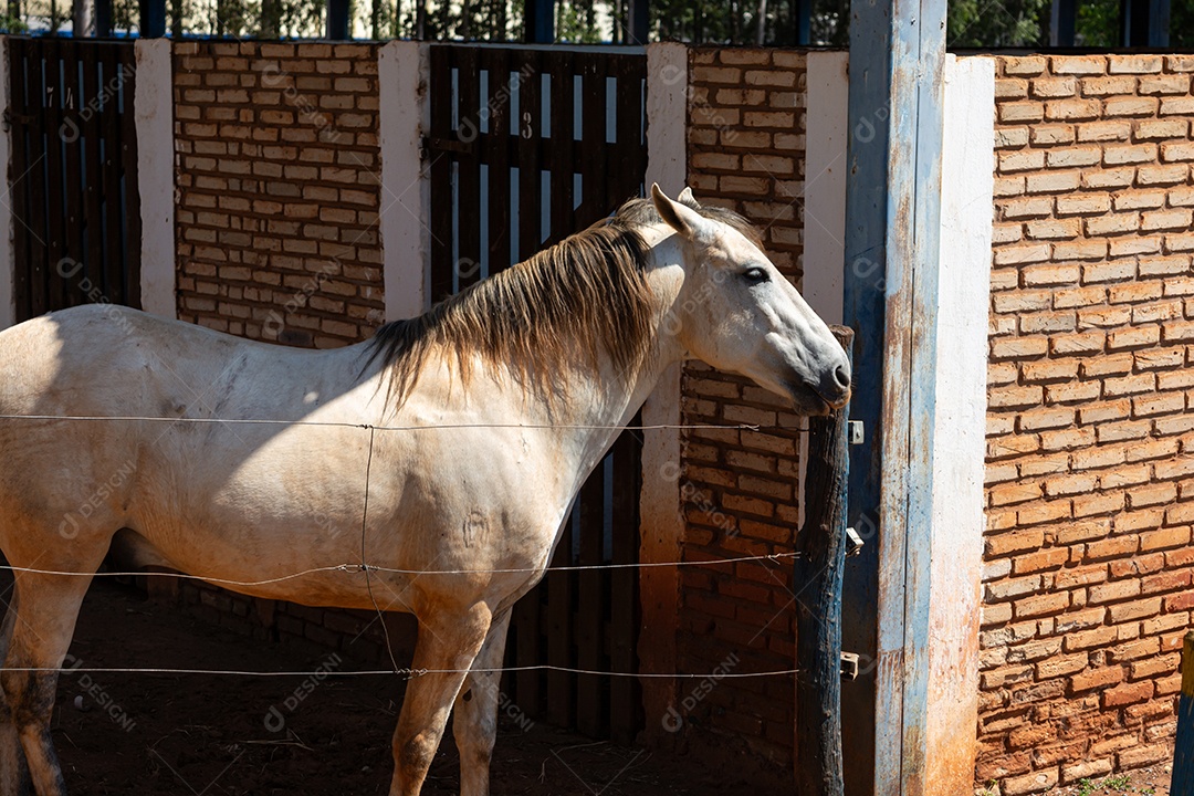 Cavalo branco de competição em uma cerca na fazenda