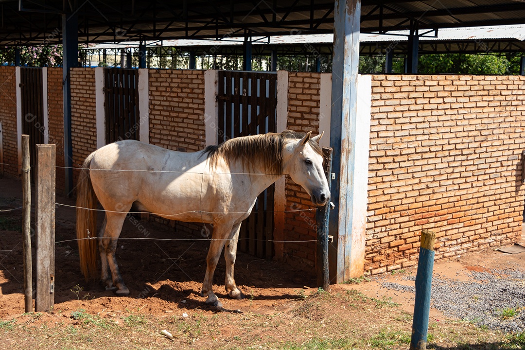 Cavalo branco de competição em uma cerca na fazenda