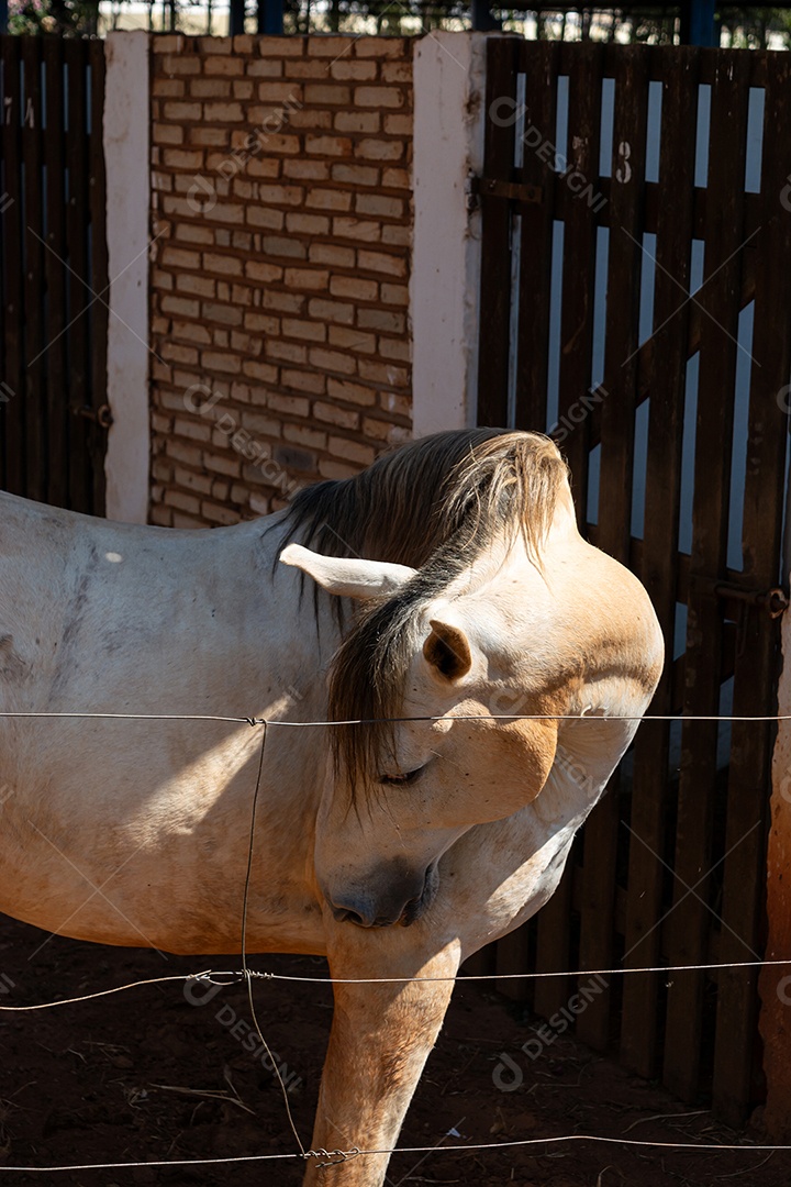 Cavalo branco de competição em uma cerca na fazenda
